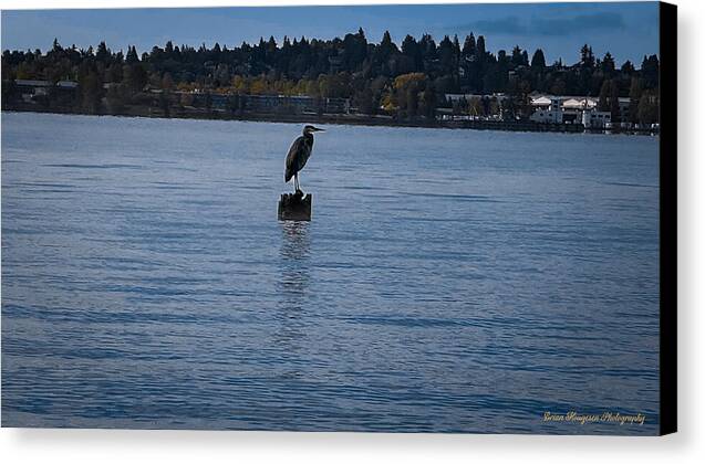Seagull 1 - Canvas Print