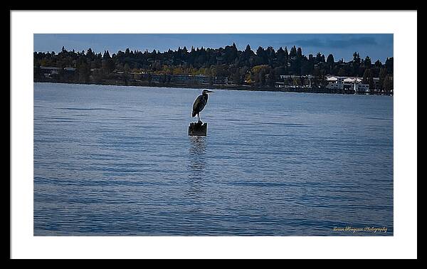 Seagull 1 - Framed Print