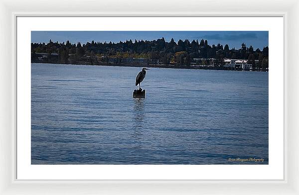 Seagull 1 - Framed Print