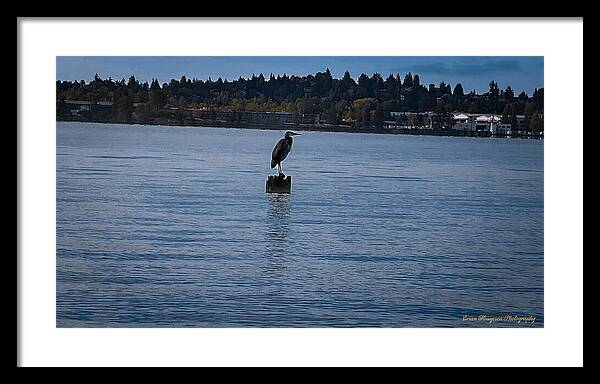 Seagull 1 - Framed Print