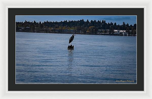 Seagull 1 - Framed Print