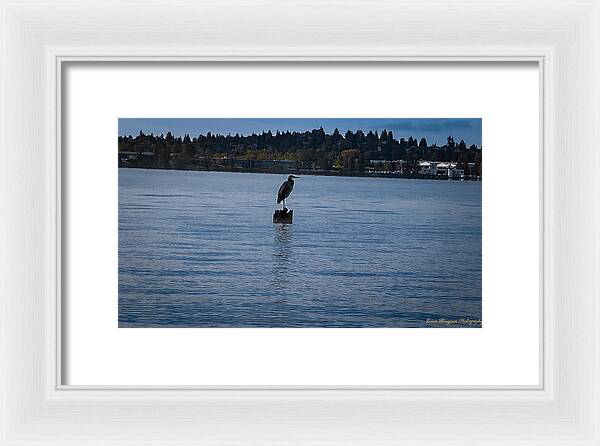 Seagull 1 - Framed Print