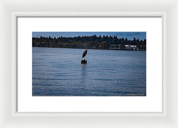 Seagull 1 - Framed Print