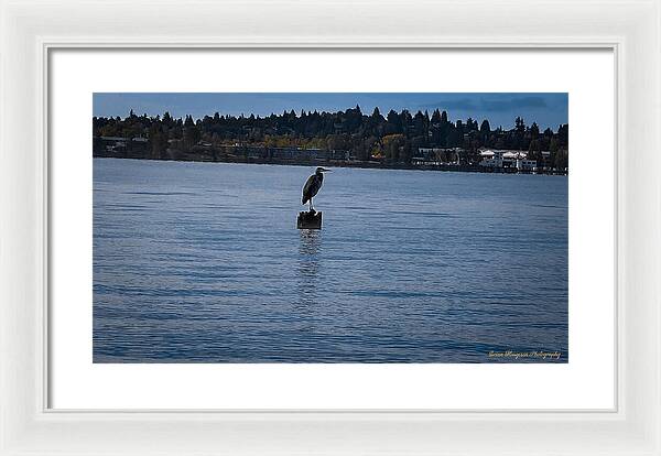 Seagull 1 - Framed Print