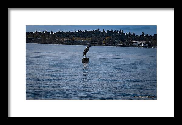Seagull 1 - Framed Print
