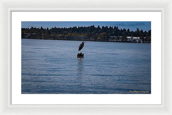 Seagull 1 - Framed Print