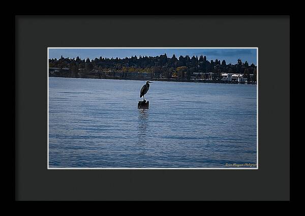 Seagull 1 - Framed Print