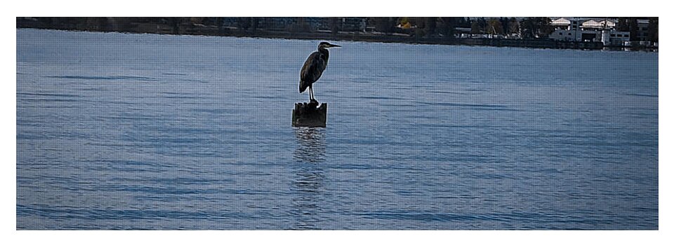 Seagull 1 - Yoga Mat