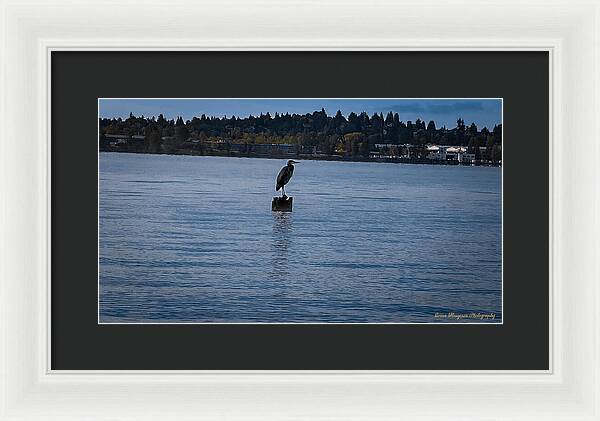 Seagull 1 - Framed Print