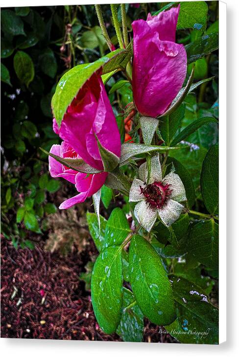 After the rain - Canvas Print