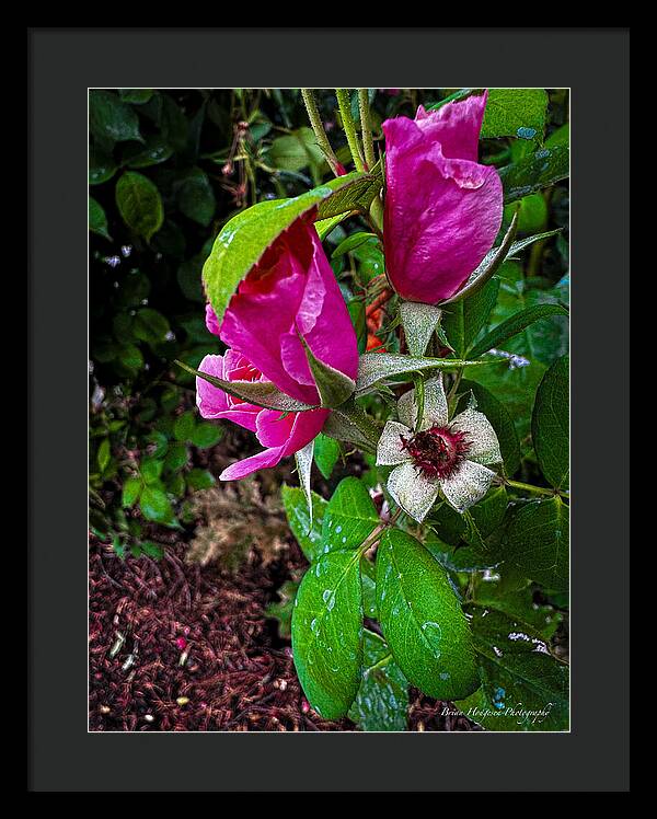 After the rain - Framed Print