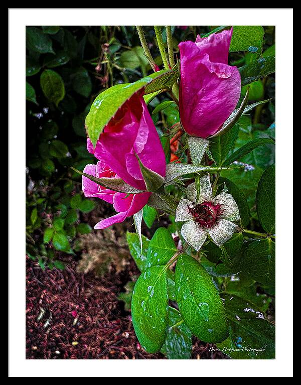 After the rain - Framed Print