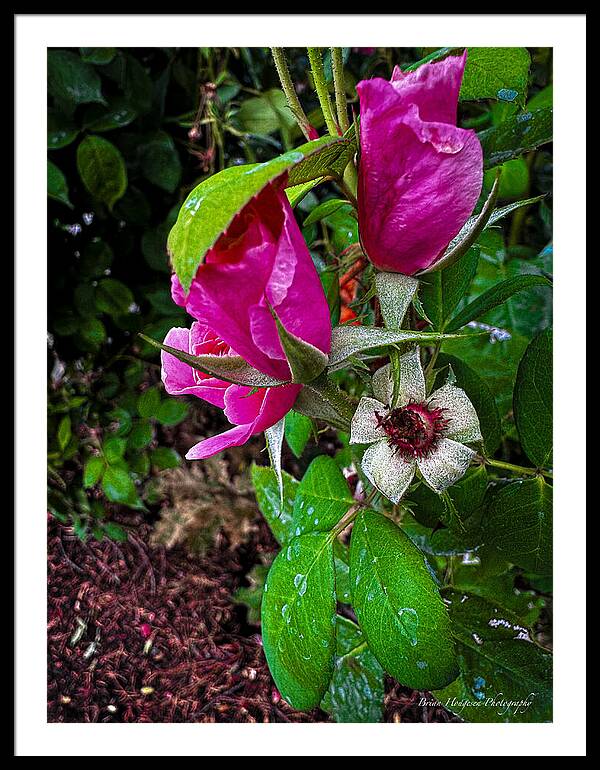 After the rain - Framed Print