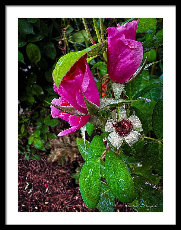 After the rain - Framed Print