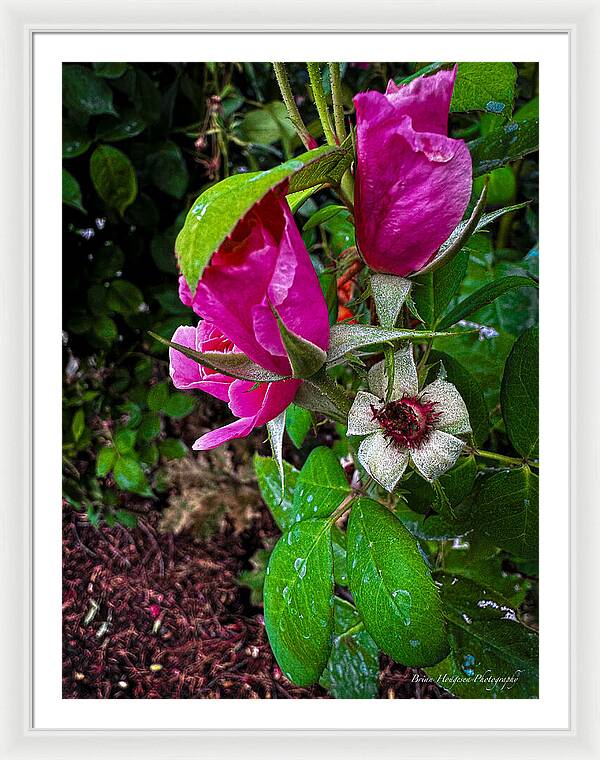 After the rain - Framed Print