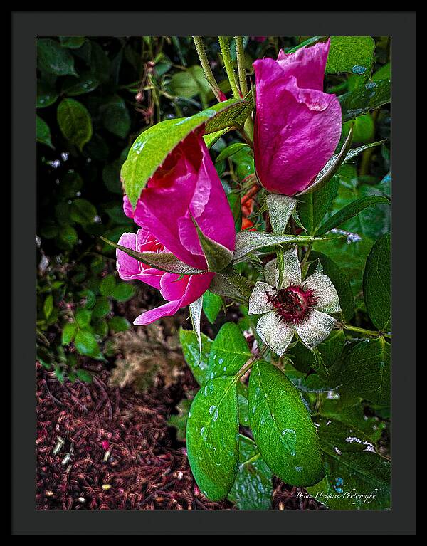After the rain - Framed Print