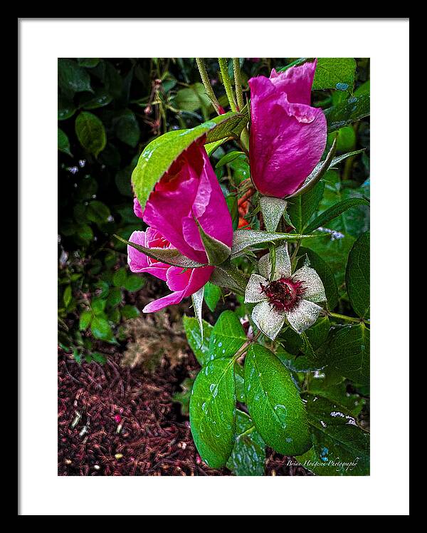 After the rain - Framed Print