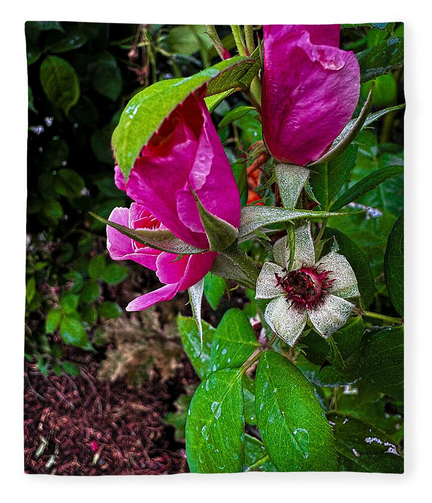 After the rain - Blanket