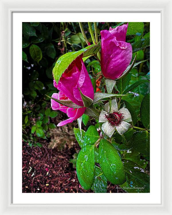 After the rain - Framed Print