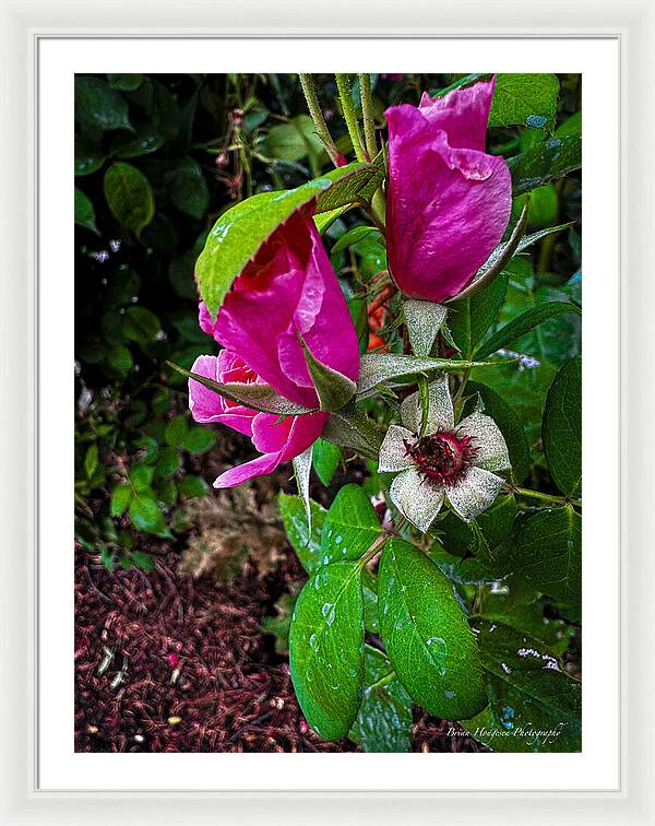 After the rain - Framed Print