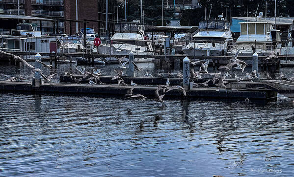 Birds at the Dock - Art Print