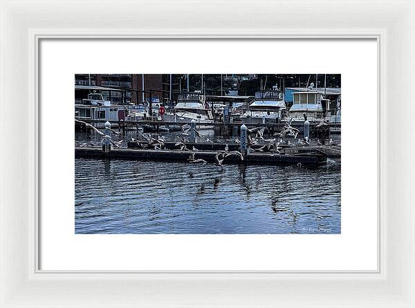 Birds at the Dock - Framed Print