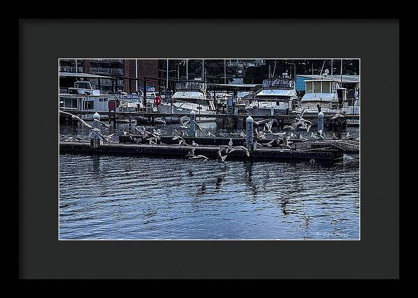 Birds at the Dock - Framed Print