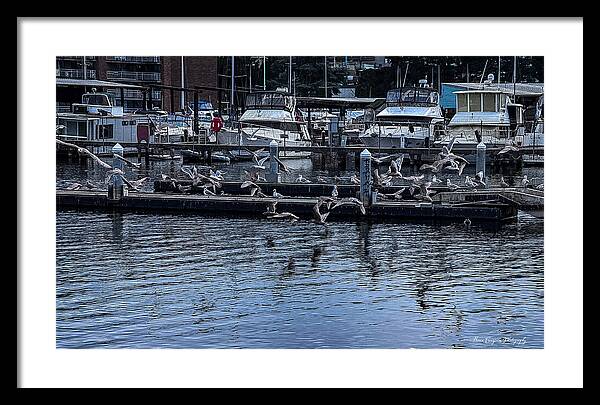 Birds at the Dock - Framed Print