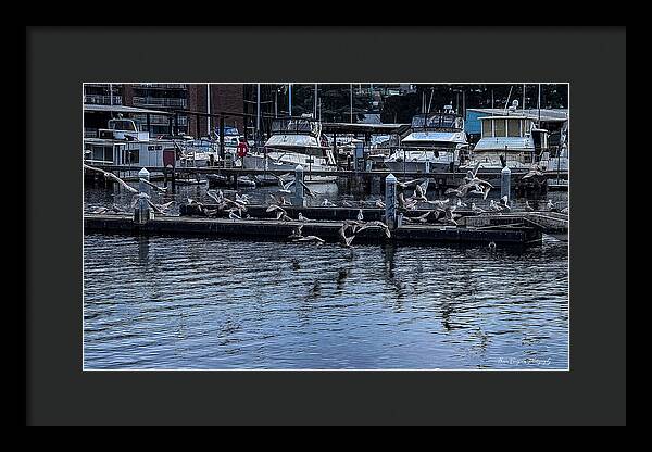 Birds at the Dock - Framed Print