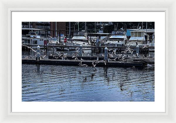 Birds at the Dock - Framed Print