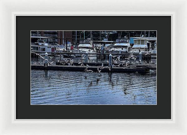 Birds at the Dock - Framed Print