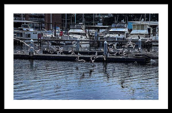 Birds at the Dock - Framed Print