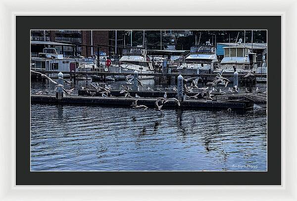 Birds at the Dock - Framed Print