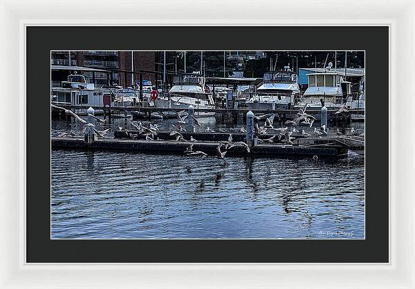 Birds at the Dock - Framed Print