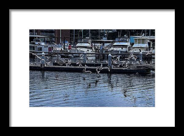 Birds at the Dock - Framed Print