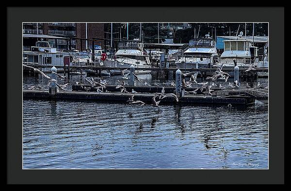 Birds at the Dock - Framed Print