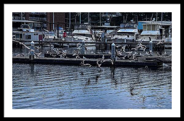 Birds at the Dock - Framed Print
