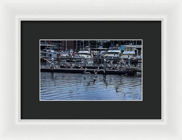 Birds at the Dock - Framed Print