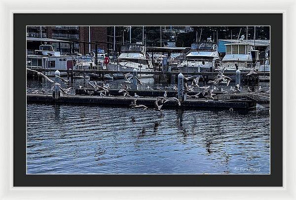 Birds at the Dock - Framed Print