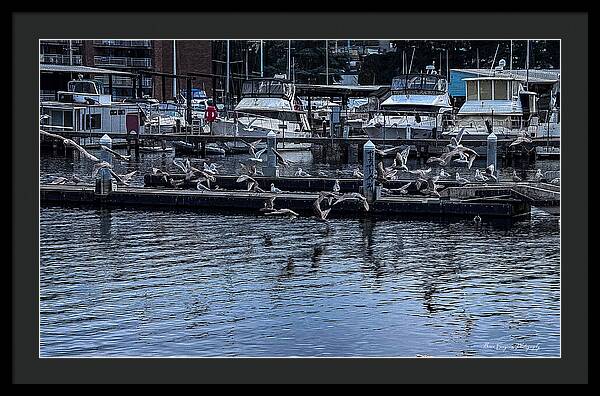 Birds at the Dock - Framed Print