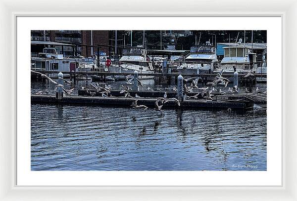Birds at the Dock - Framed Print
