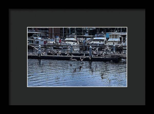 Birds at the Dock - Framed Print