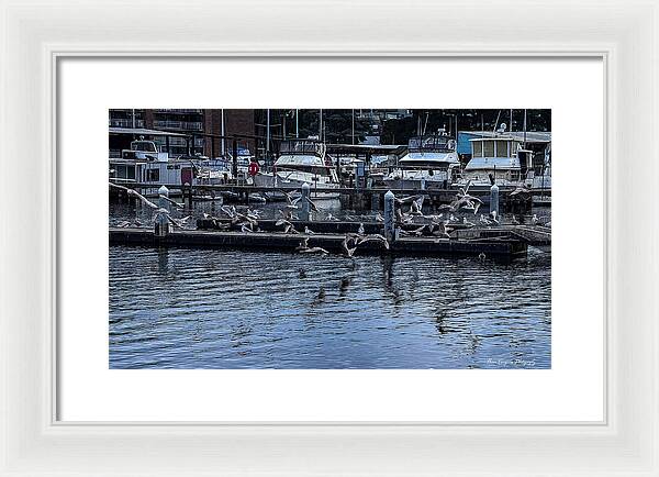 Birds at the Dock - Framed Print