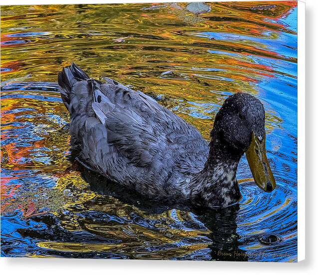 Duck in the pond - Canvas Print