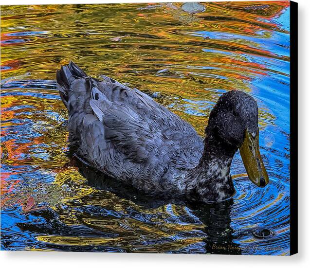 Duck in the pond - Canvas Print