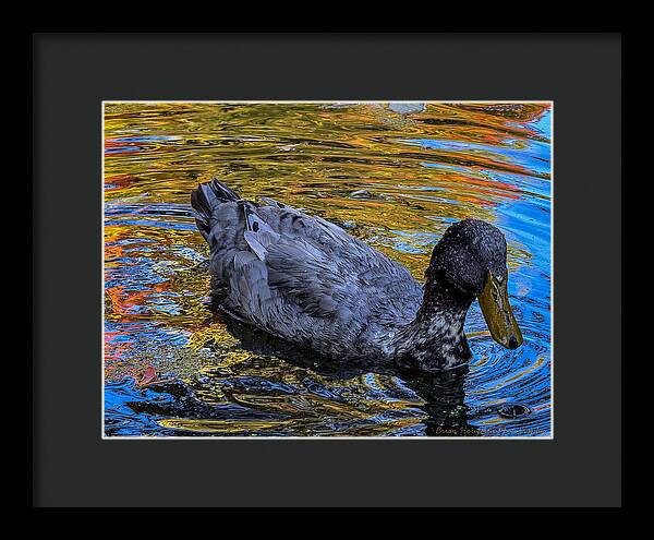 Duck in the pond - Framed Print