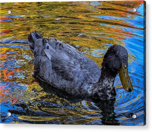 Duck in the pond - Acrylic Print