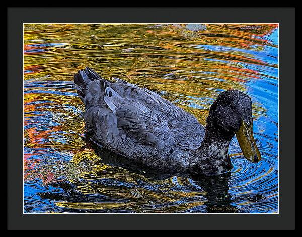 Duck in the pond - Framed Print