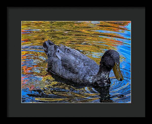 Duck in the pond - Framed Print