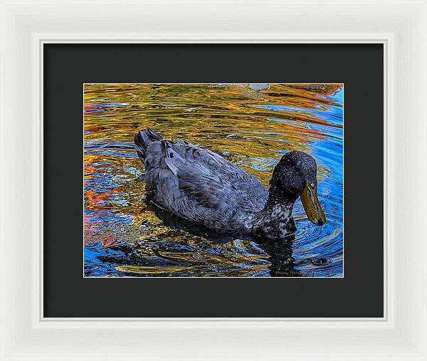 Duck in the pond - Framed Print